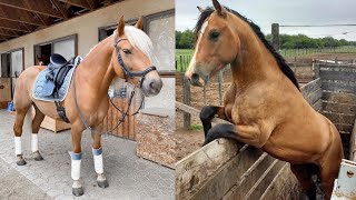 Horse SOO Cute! Cute And funny horse Videos Compilation cute moment #21