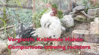 THE_BIG_ROOSTERS_CROWING_COMPILATION_with_Ayam_Serama