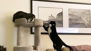 Try Not To Laugh : Funniest Cat Videos to Keep You Smiling #3 | Best Funny Animal Videos 2023