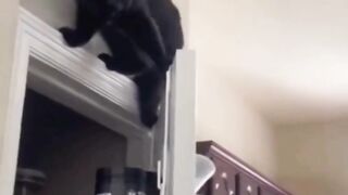 These Crazy Cats Will Make You Laugh