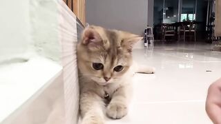 Cat Lover????????
