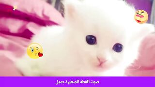 صوت قطة صغيرة جميل