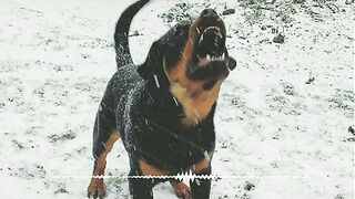 Dog_Barking_Sound_