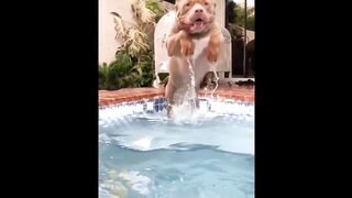 I'm a Big Kid Now Cute Baby Animals | Funny Pets City #38