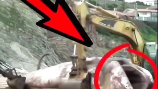 Very big fish