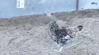 Sussex_Hen_Harvesting_Eggs_to_Chicks___Murgi_Chicks_with_Black_Color_Kadaknadh_Breed___Fish_cutting