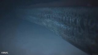 AMV Anime clip