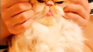 Cat cute  #viral #viral_video #trending #cat_videos