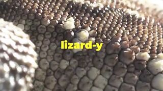 Mind-Blowing Facts About Regal Horned Lizards!