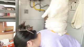 #cat #dance #fouryou #funny #meow