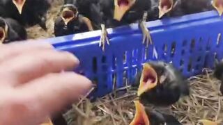 Indian myna kids are feeding