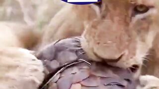 Tiger try to attack pangolin