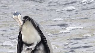 fish wiggling around