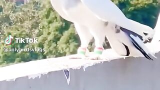 BEAUTIFULL BIRDS