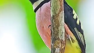 Black and Yellow Broad-billed Bird wildlife