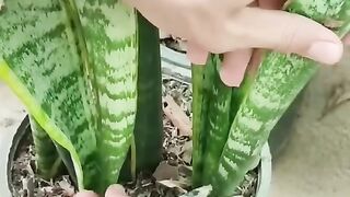 ???? snakeplant grow ideas