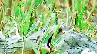 Le crapaud goliath