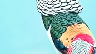 video 662