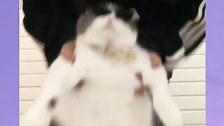 #dancemeowmeow #dance #cat #cutecat viral