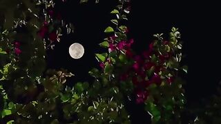 اجمل حلات 5