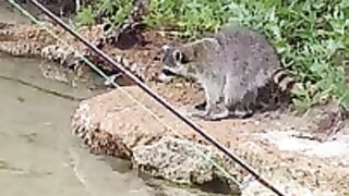 Raccoon enjoying fish