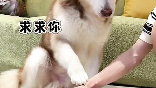 funny dog videos try not to laugh talking #5