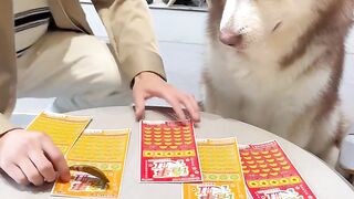 funny dog videos try not to laugh talking #7