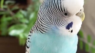 طيور بادجي 3