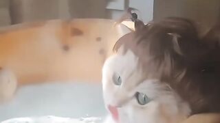 #cat #catlucu #catmeme #viral