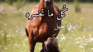 اجمل حلات 23