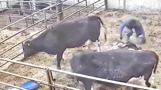 The cow 2