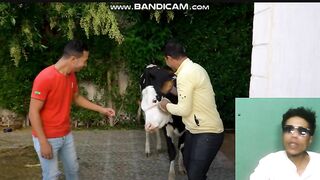 قناه حوارات اشترينا الاضحيات عجل سمين وتخين متين