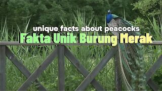 Unique facts peacocks