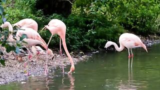 Natural bird in ????????4K _ 4K ULTRA hd video