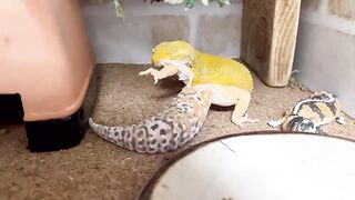 A female leopard gecko took off her socks (and ate them)