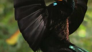 Beautiful birds wildlife nature