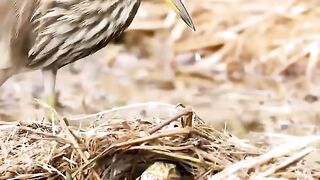 The end of the clip shows the reason why the bird was unable to pull the frog out