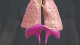 Lungs