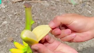 Banana fruit 3