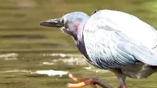 Crane Looking fish