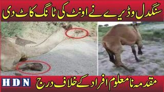 camel leg cut incident | camel leg cut incident video  #camel