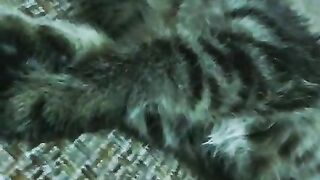 Beautiful cat ????????????????????