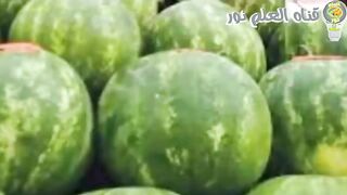 فوائد البطيخ البطيخ يضر ام يفيد مرضى السكري