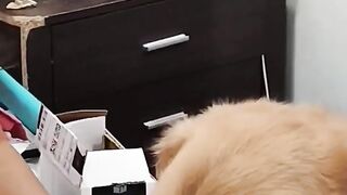 #lol#petlover#trending#viral#latest