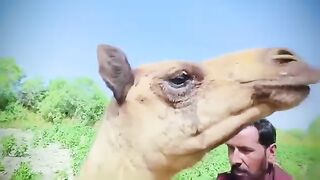The cruel man cut off the camel's leg