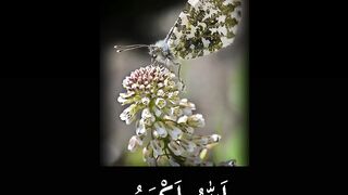 Quran Surah 35