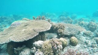 Secrets of the Deep: Creatures Underwater