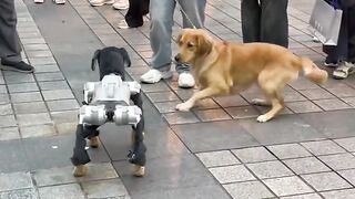 Machine Dog