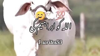 Viral video 70