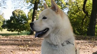Watch this adorable dog having a great time in the park!